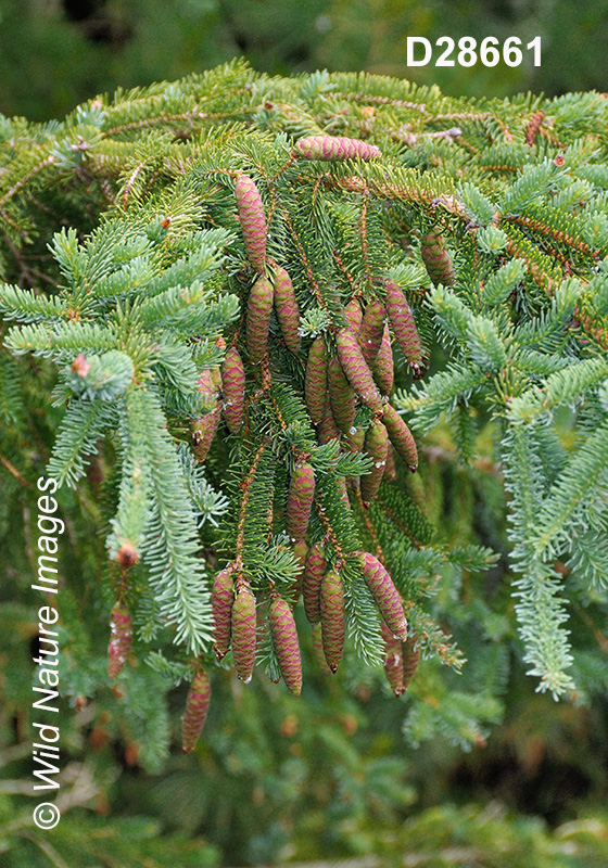 White Spruce (Picea glauca)